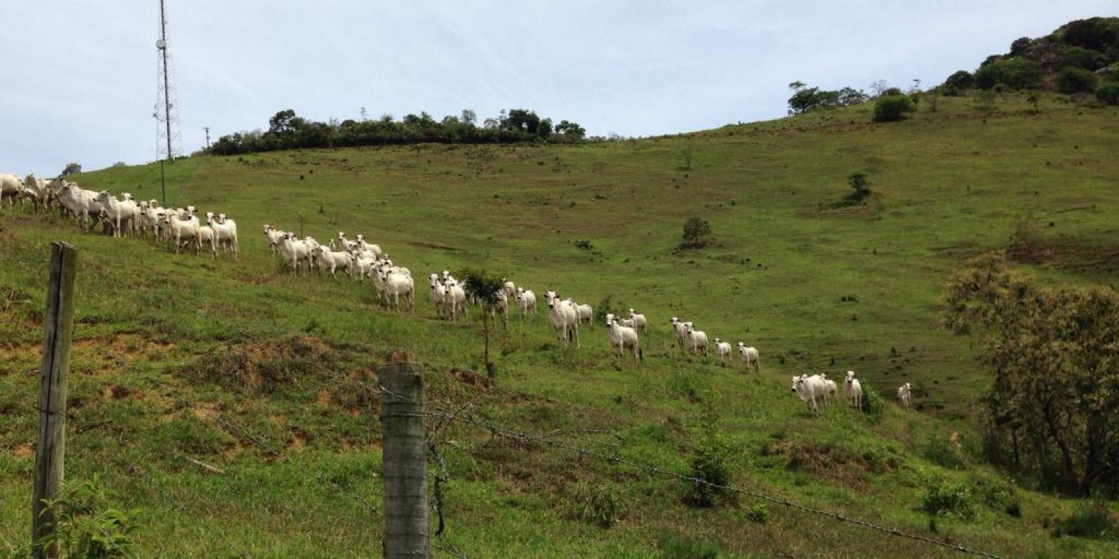 Fazenda com 22 alqueires - Foto 16 de 16